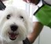 pet-grooming-banner